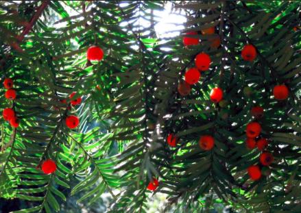 “红豆杉”是什么样子的？终于有点懂了