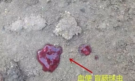 肉鸡养殖各个阶段用药流程,肉鸡养殖防治