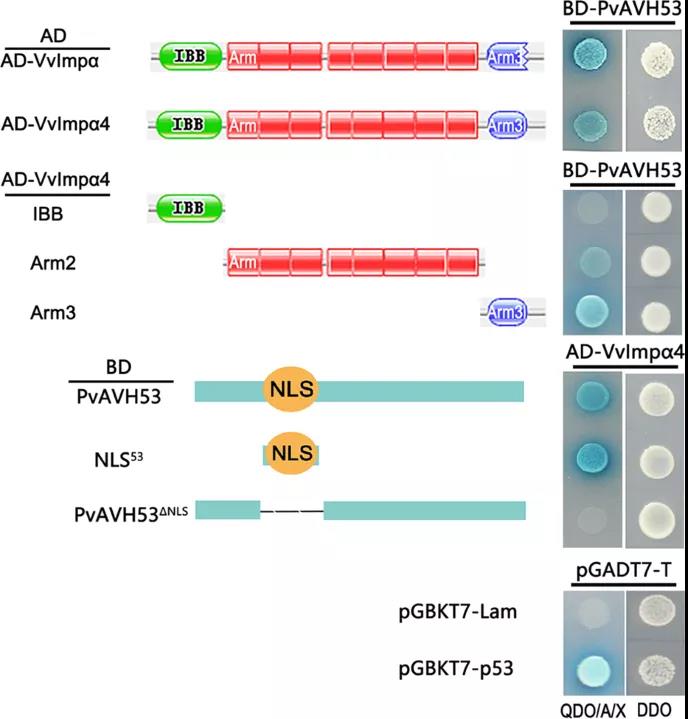 核输入蛋白对葡萄霜霉效应因子PvAVH53的定位和功能研究