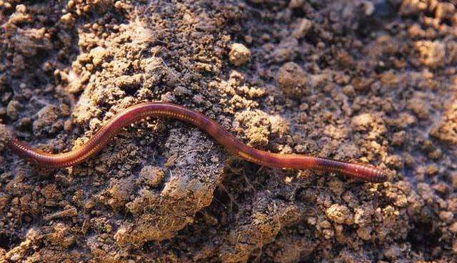 改良土壤是牛粪好还是蚯蚓粪好,蚯蚓粪能改善土壤板结吗