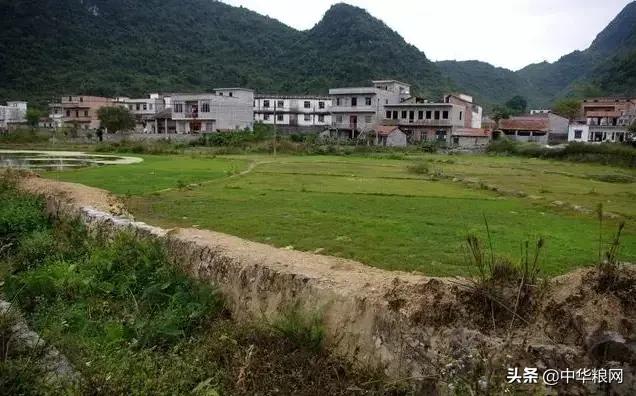 稻谷价格虽然上涨，但重金属超标依然心痛