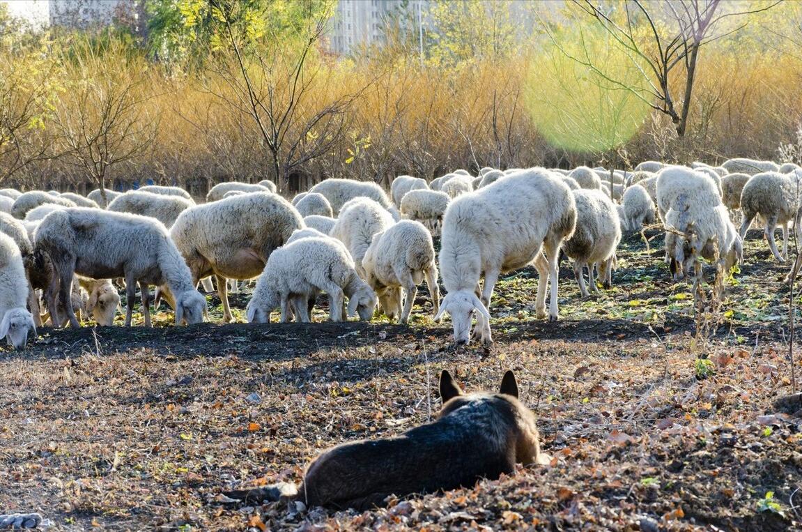 全自动杀羊,杀羊正常吗