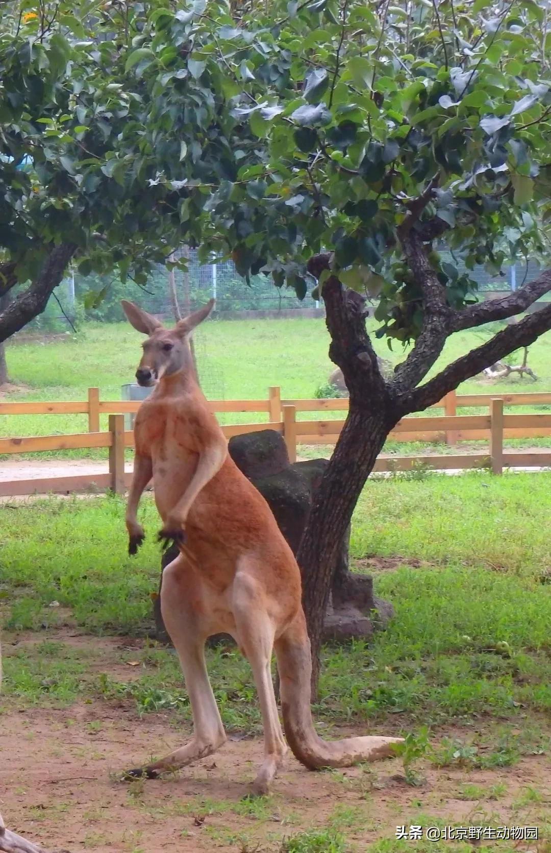 袋鼠摇手完整,袋鼠摇手是指定动作吗