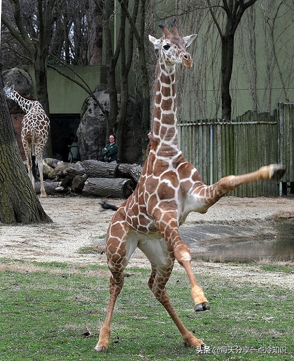 长颈鹿动物冷知识,长颈鹿有趣冷知识