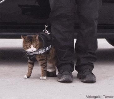 猫咪一副听不懂人话的样子,猫咪一副不太聪明的样子