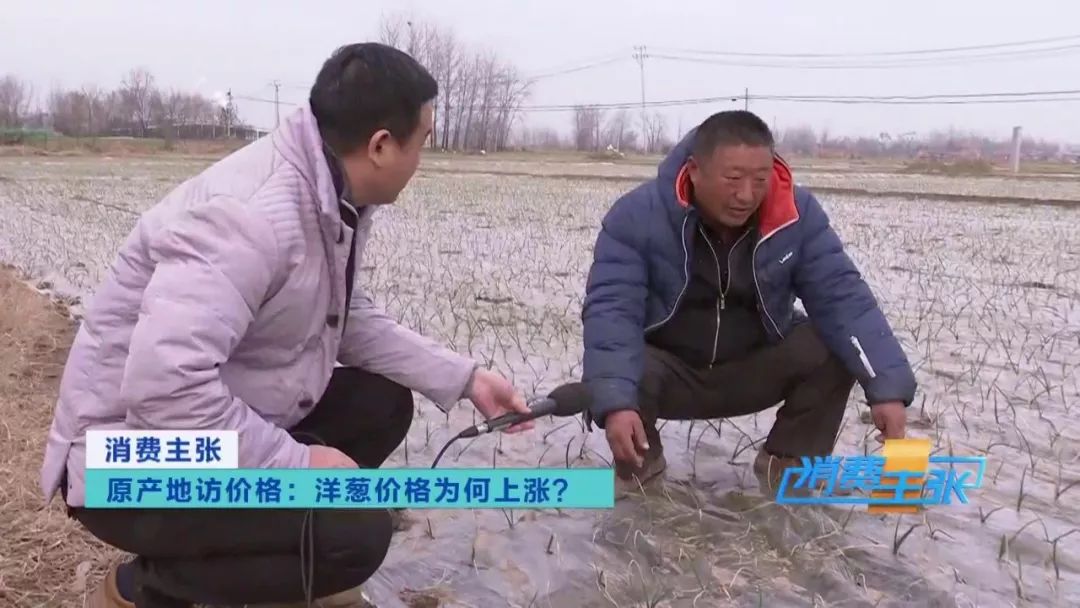 洋葱种植前景和利润,洋葱价格波动洋葱种植户如何应对