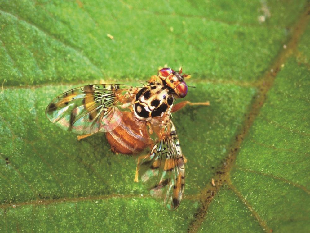 禁止出境的物品有哪些,日本入境禁止携带物品有哪些