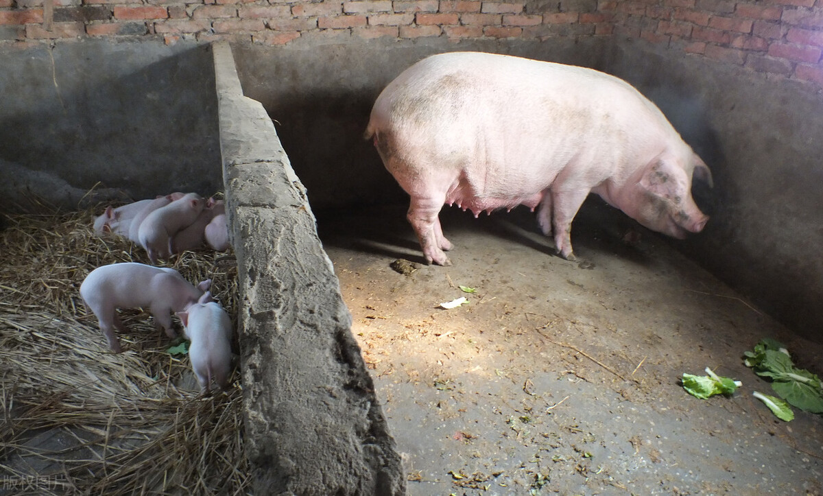 猪用缩宫素和前列烯醇的区别,缩宫素用多了对母猪有副作用吗