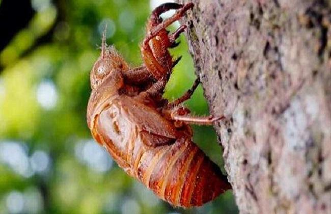 抖音助农人工养殖金蝉,人工养殖金蝉属于禁食吗