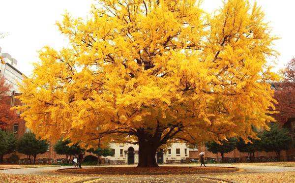 什么树能招财带来好运,什么样的树属于招财树