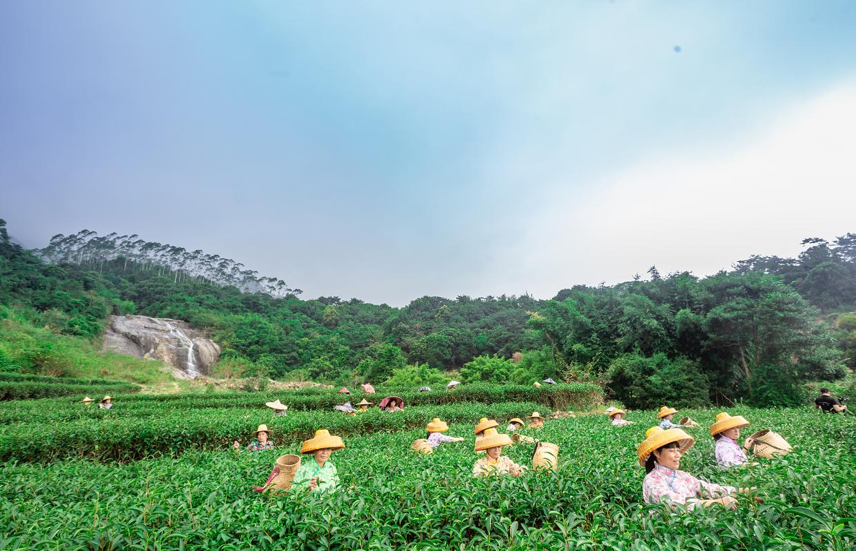 横坑五指嶂,横坑五指嶂云雾茶团购