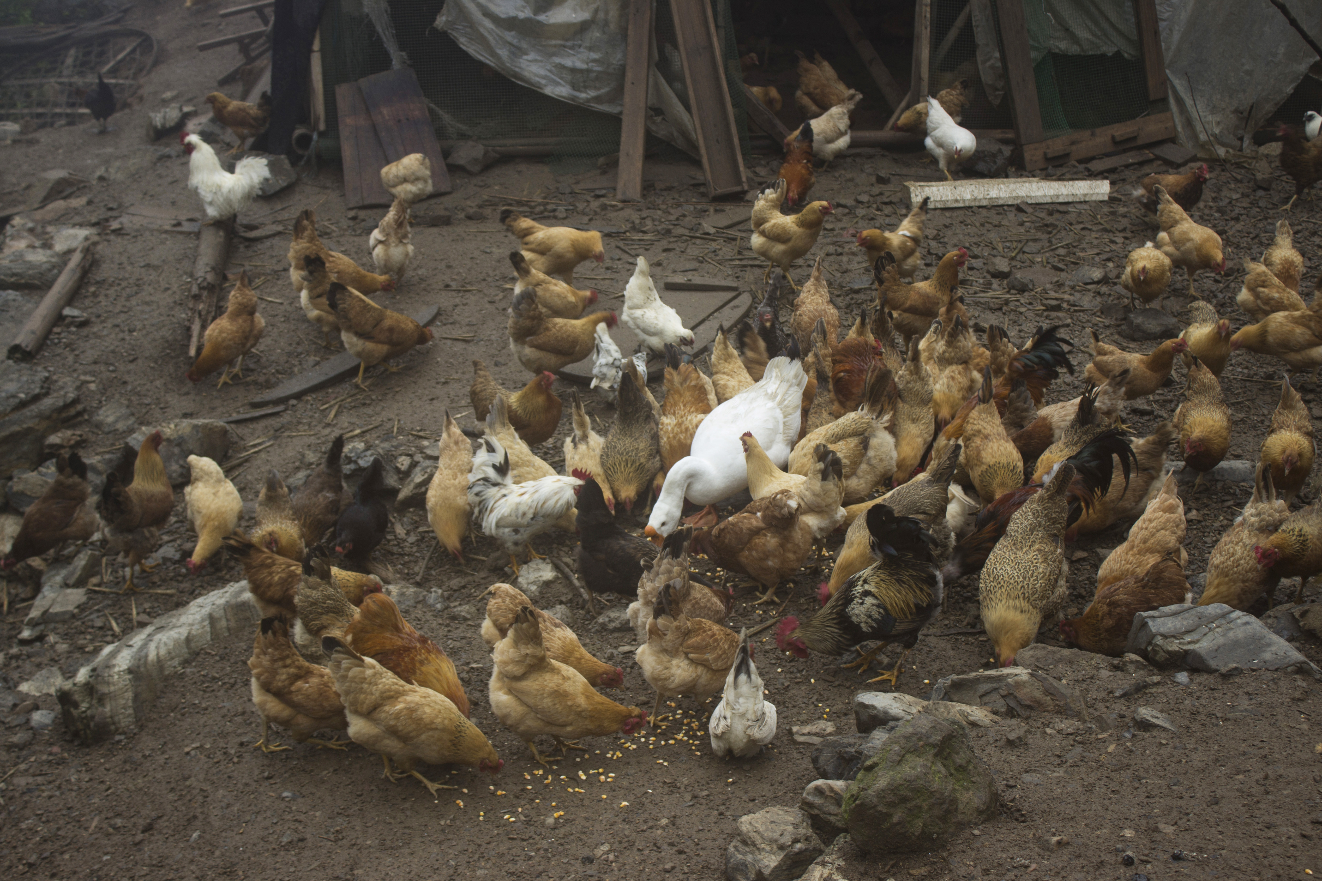 土鸡养殖技术一年挣多少钱,散养土鸡致富方法