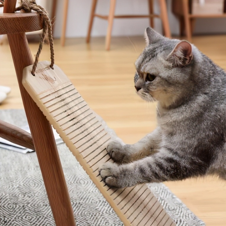 养猫小知识：必备物品清单