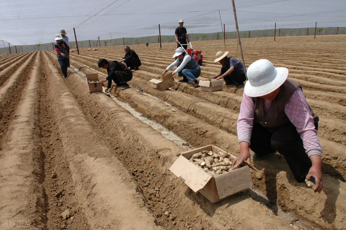 生姜的种植方法具体步骤,生姜种植方法姜芽向下还是向上