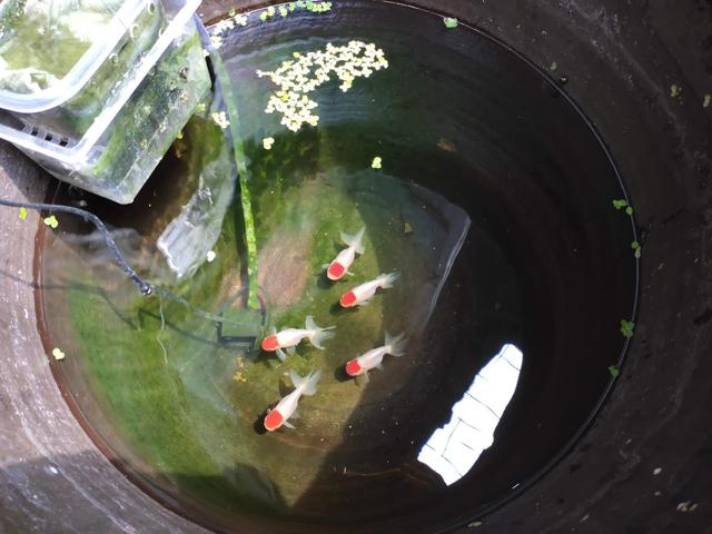 价格高昂的观赏鱼,很贵的鱼观赏鱼凶猛