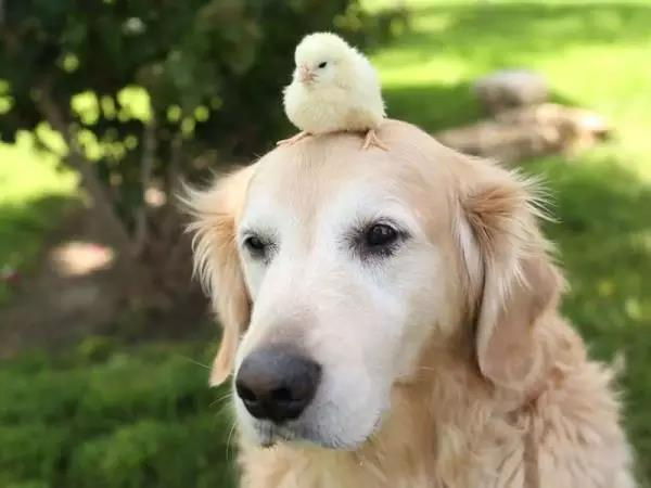 狗狗脾气不好老打架,狗狗脾气不好一急就咬人