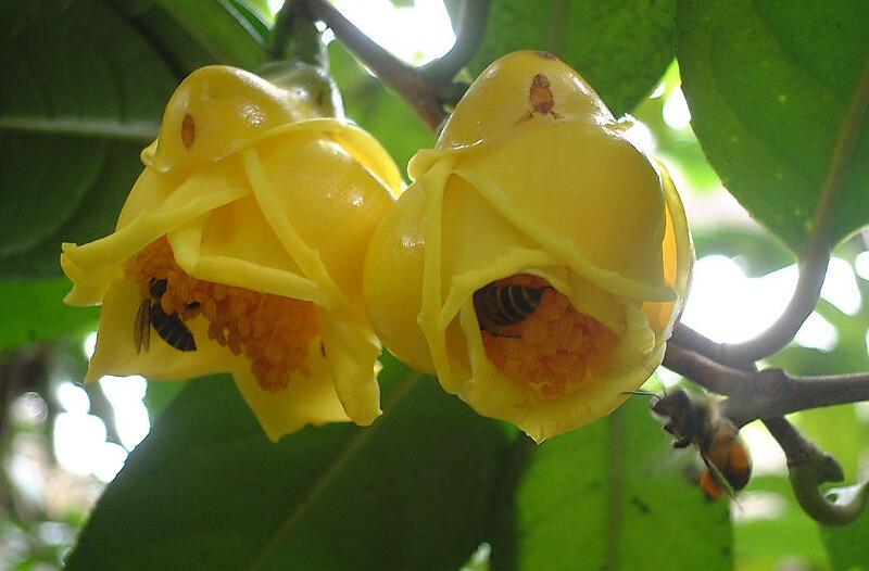 金花茶适合什么地方生长,野生金花茶与种植金花茶区别