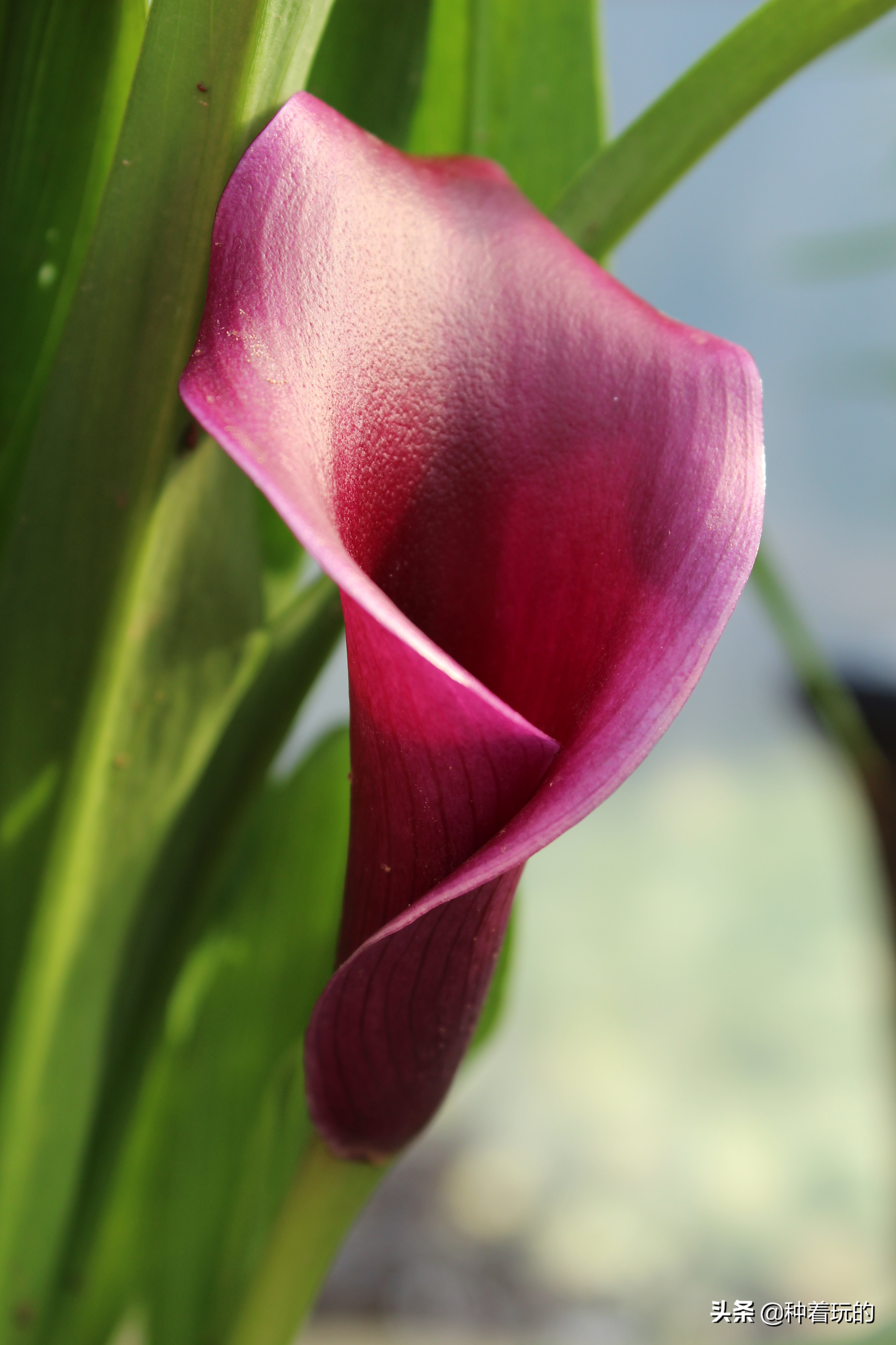 纯洁优雅的少女绽放的马蹄莲从天降落的圣光你心动了吗