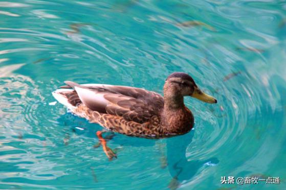 肉鸭的部位及有哪些特点？