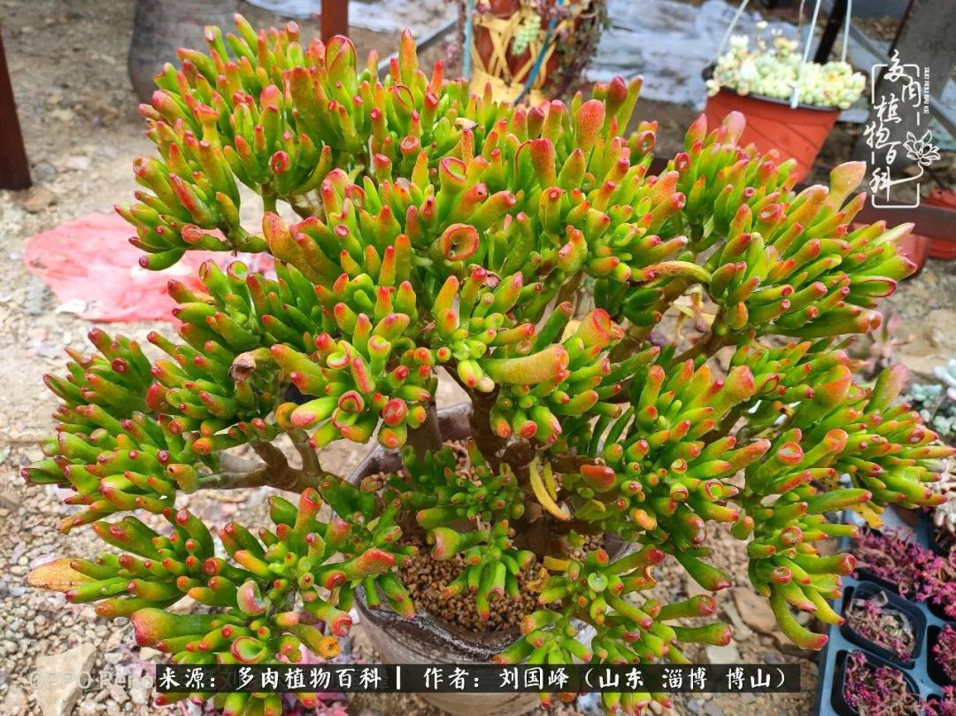 冬季室温20度以上多肉怎么养,贵的不一定就是好的便宜的