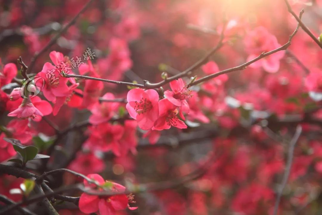 2020年4月成都双流赏花地点,双流踏青赏花地