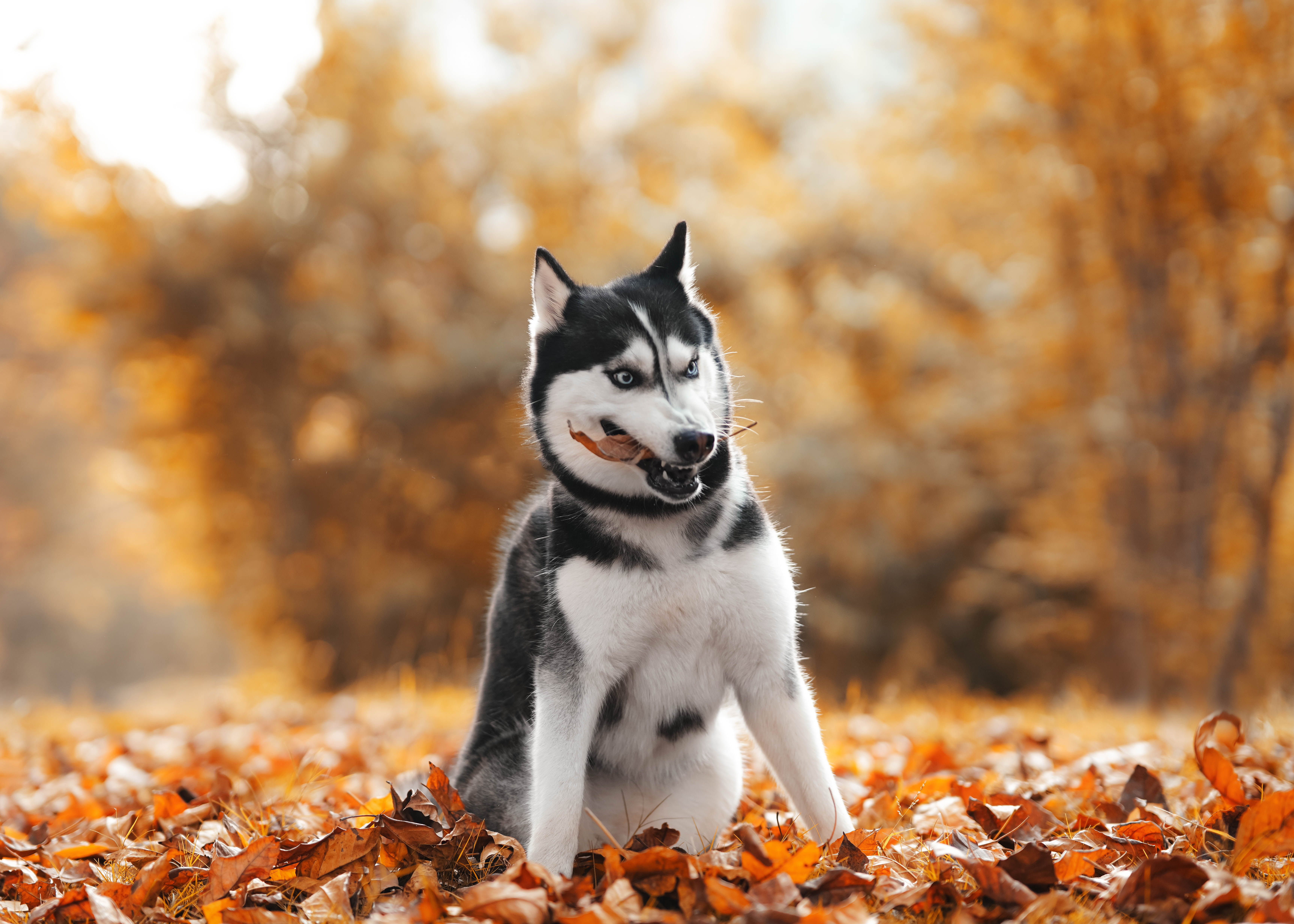 二哈和阿拉斯加哪个好养,怎么区别二哈和阿拉斯加