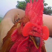 鸡啄癖怎么解决,鸡啄肛的原因及防治方法