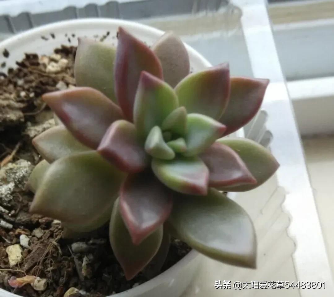 春天多肉容易长虫子吗,春季多肉要预防虫吗