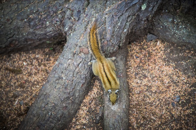 消失的地平线上的“香巴拉”和“女儿国”（二）