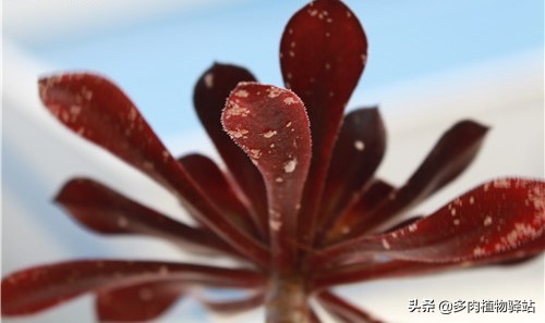 多肉上长白色的虫子怎么去除,多肉上白色虫子怎样去除