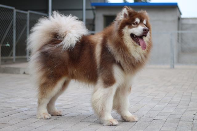 带你了解真正的阿拉斯加雪橇犬,带你了解俄罗斯