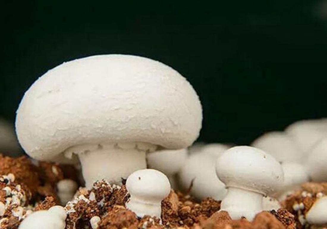 双孢菇的种植方法及步骤,双孢菇的室内种植方法和技术