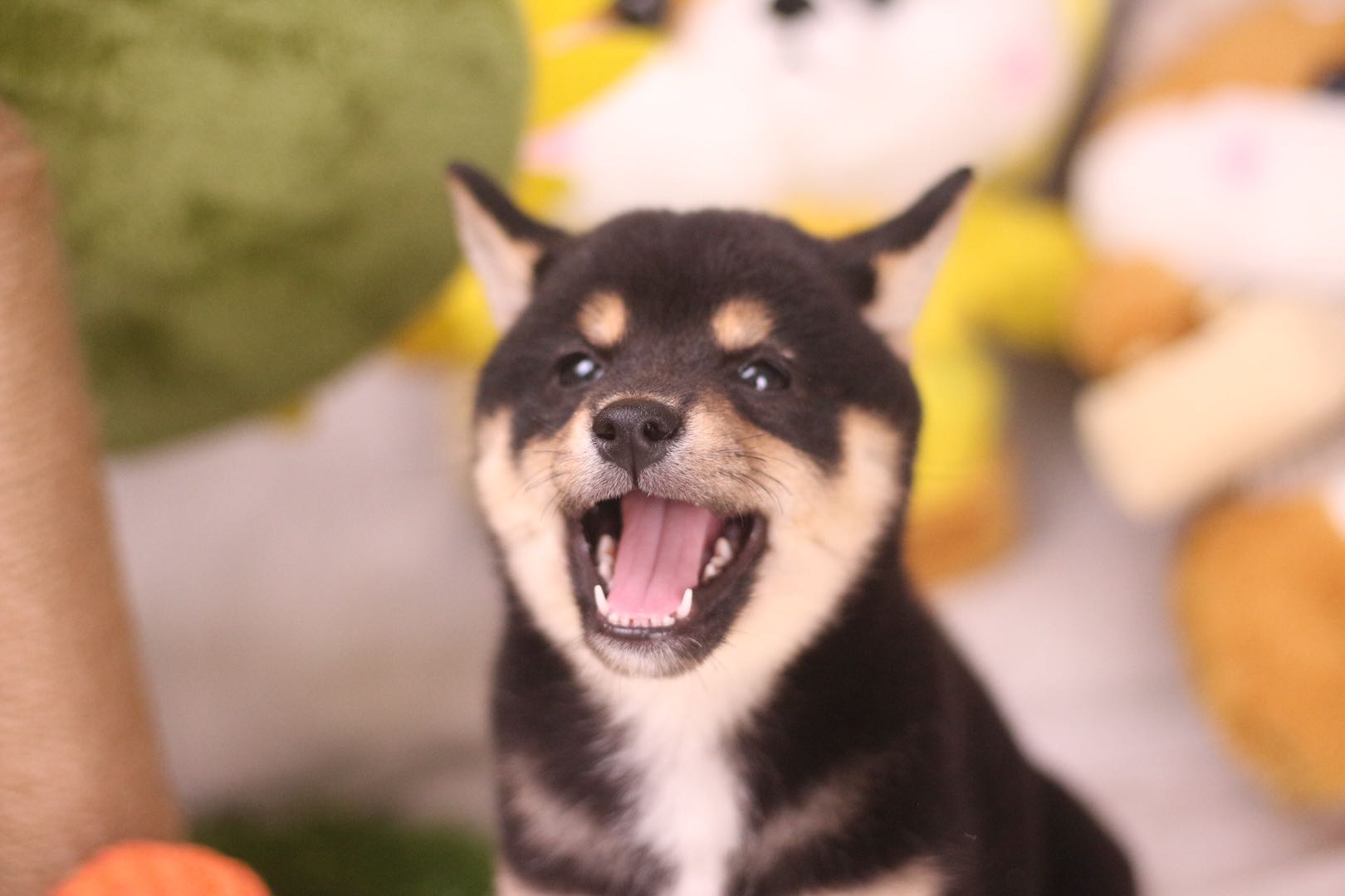 给柴犬吃什么鱼比较好,给柴犬怎么喂罐头