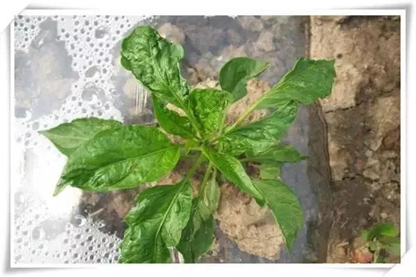 辣椒病害图谱大全大图,辣椒病害大全图片及防治方法