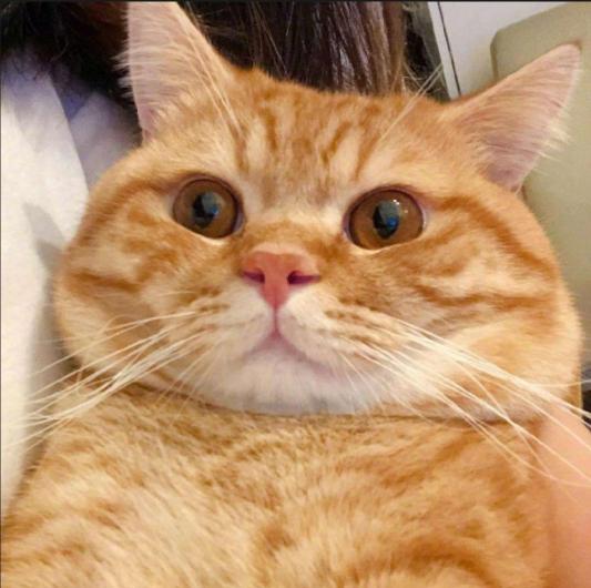 上班族适合养的猫咪,适合上班族养的猫咪