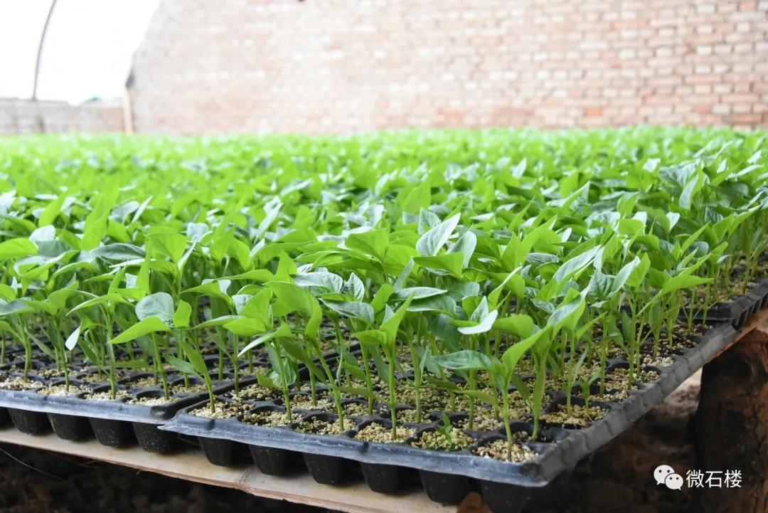 石楼丁喜辉:90后“草根”的创业致富路