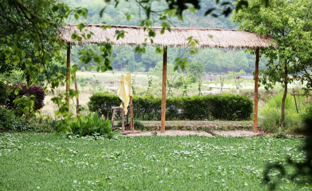 夜新叶，新叶夜，夜夜夜夜夜！唱吧醉仙居，探秘奶茶吧，茶憩戏曲馆，漫步烟花巷……每周六晚