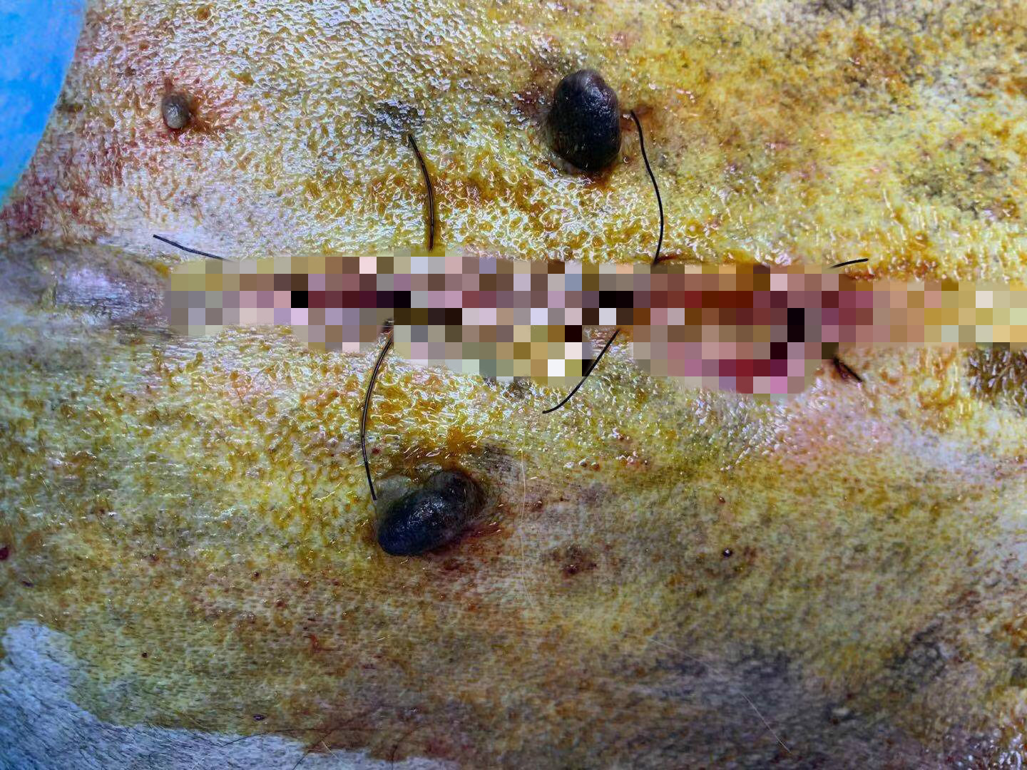 宠物疾病分为哪几类,宠物疾病诊疗的发展