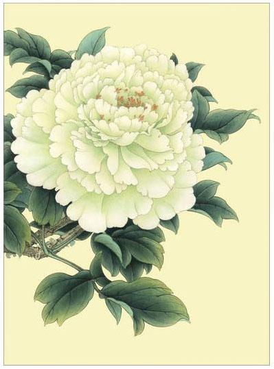 工笔牡丹勾线画法,工笔牡丹十二品设色步骤