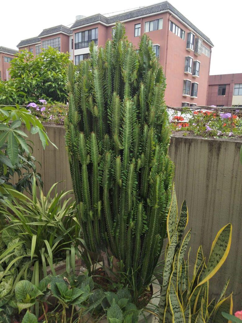 家里养的富贵花让你养几年才会开,客厅富贵花大全