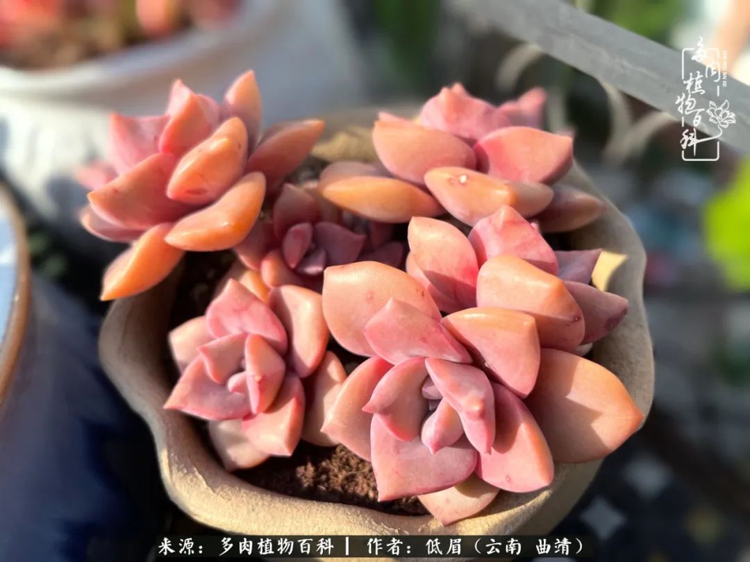 怎么在多肉植物百科投稿,怎样向多肉植物百科投稿