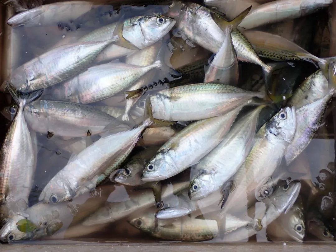 开海季都有什么海鲜,开海了这些生猛海鲜