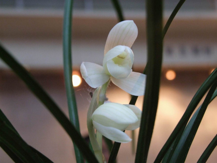 多年前，他花四十元收购四苗兰花，高峰期卖出了上百万一苗的价格