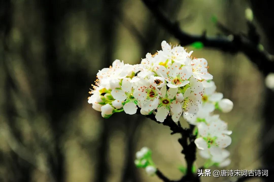 12首惊蛰诗词：惊雷一声，万物春回