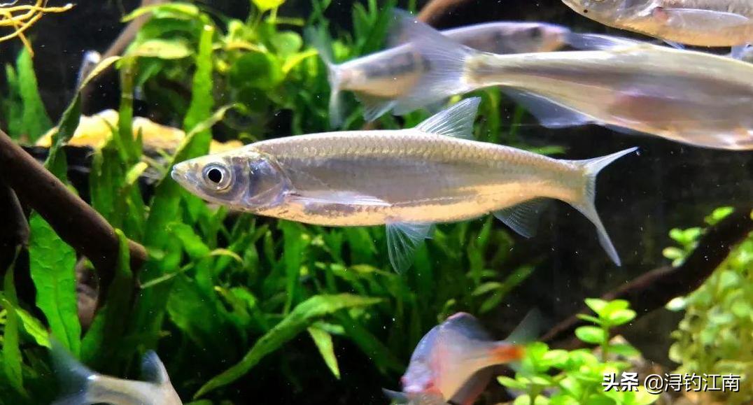 天热钓白条,天热白条上浮怎么钓