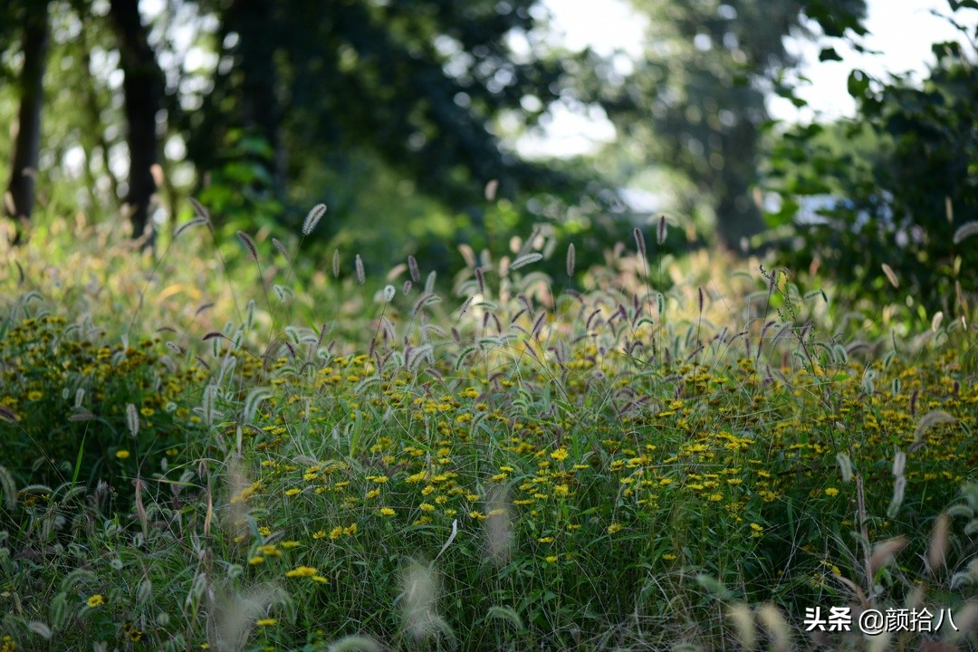 北京圆明园一日游推荐,圆明园秋色如画