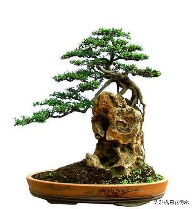 盆景制作与赏析观花,盆景对节白蜡怎么造型