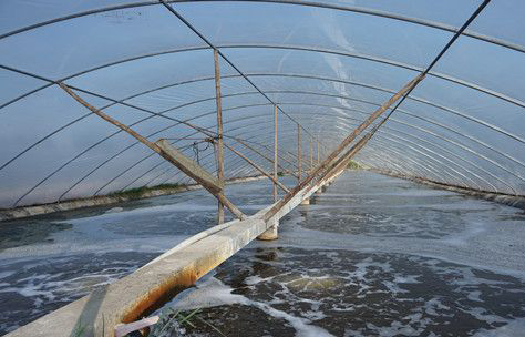 虾病防治技术最新大全,虾疾病的防控