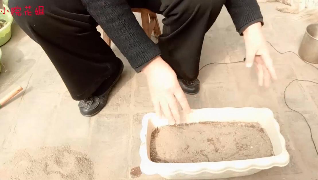 为什么牵牛花四天就会长出芽,牵牛花是在什么时候出芽的