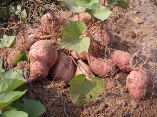 红薯20天以后怎么管理,红薯管理方法大全